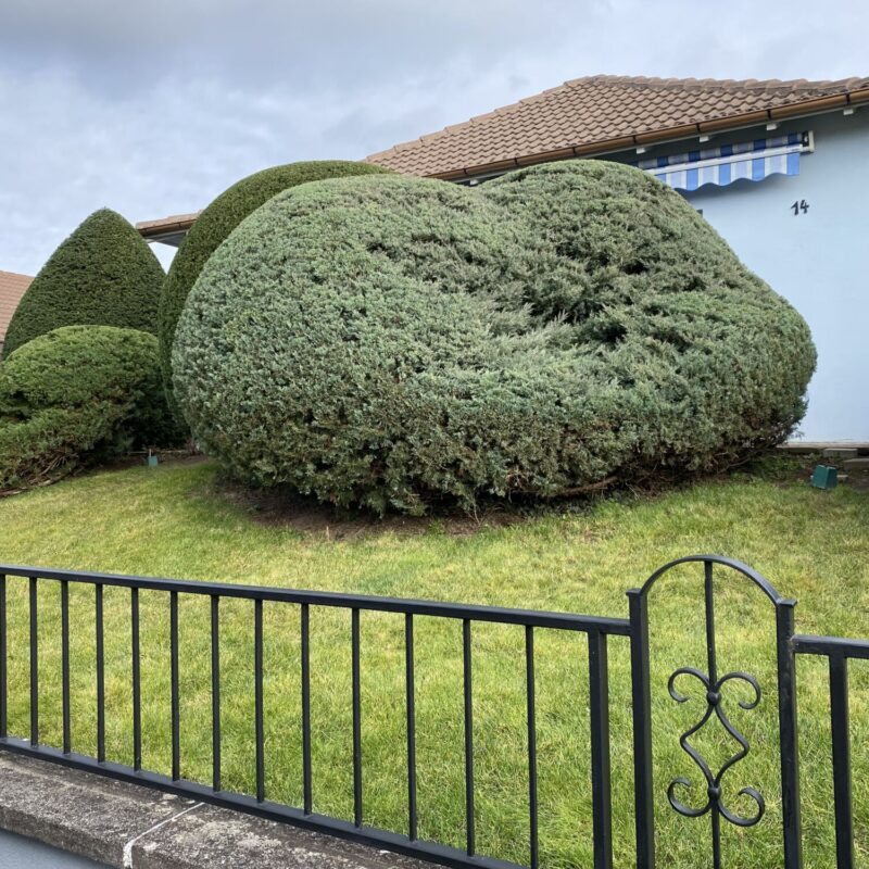 Taille d&rsquo;arbres, haies et arbustes pr&egrave;s de Turckheim et Colmar G&eacute;rardmer