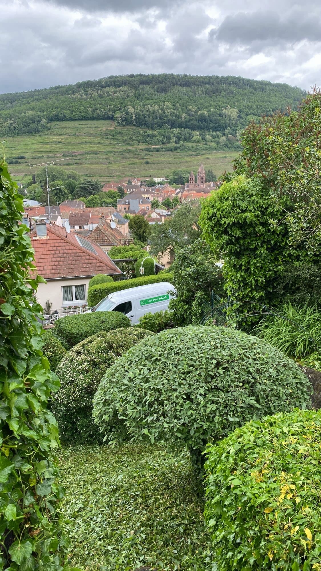 TAILLE_ARBRES_HAIES_ARBUSTES1 | MM PAYSAGE Taille d’arbres, haies et arbustes près de Turckheim et Colmar Kingersheim 1